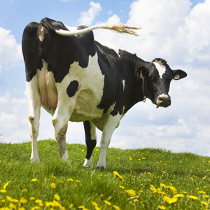 Dairy Pasture